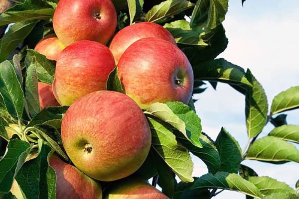 تصویر 2 از خرید و قیمت سیب دو رنگ تابستانه + فروش صادراتی